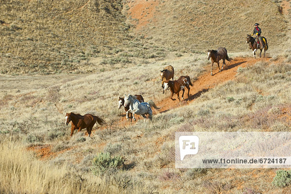 Horseback rider herding wild horses