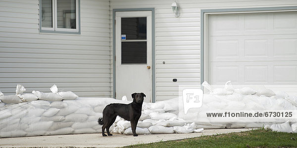 'A Dog Stands Outside A House Surrounded By Sandbags