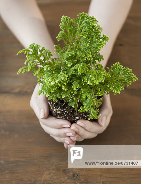 Woman holding seedling in cupped hands