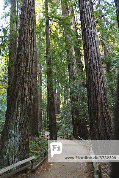 nahe  Laubwald  Wald  Sequoia  Moor  Hain