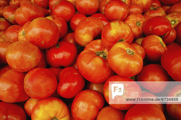 Studio shot of tomatoes