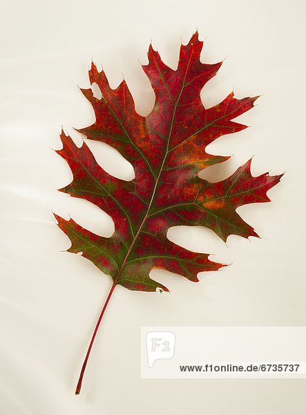 Pflanzenblatt  Pflanzenblätter  Blatt  Herbst  schießen  Studioaufnahme