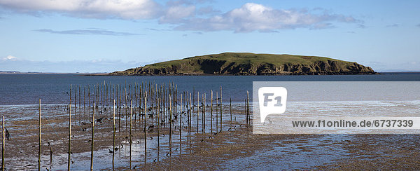 'Posts in the shallow water along the coast