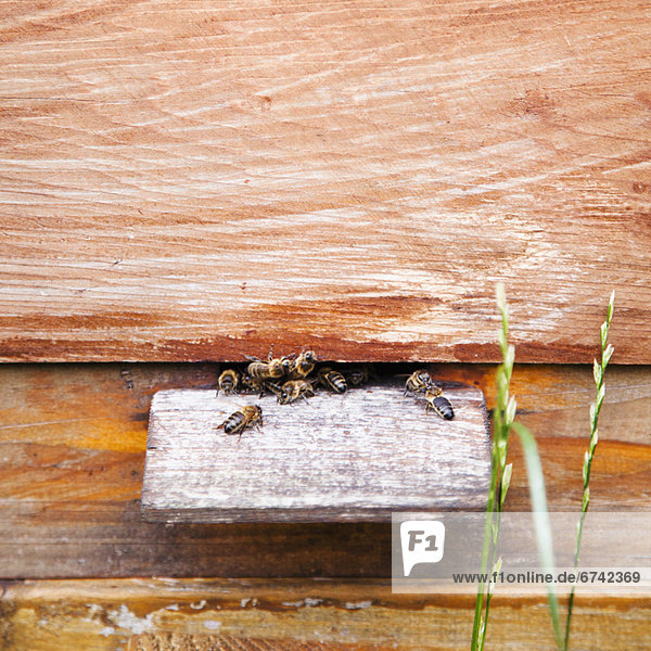 Ireland  County Westmeath  Bees in Beehive