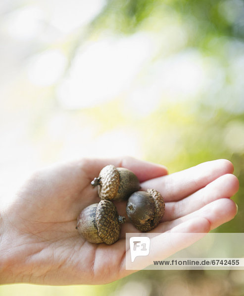 Roaring Brook Lake  Close up of hand holding acorns