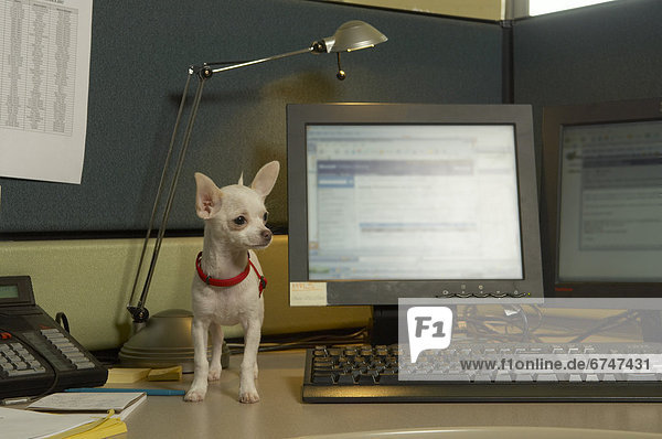 Chihuahua at Desk in Office  Toronto  Ontario