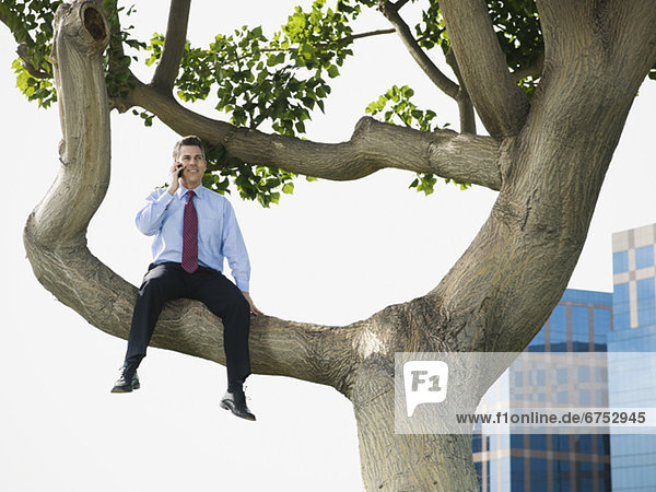 sitzend  Geschäftsmann  Baum