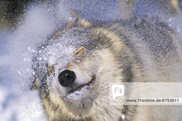 Grauwolf Canis lupus pambasileus Rocky Mountains schütteln Schnee
