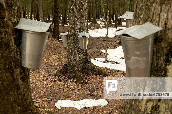 Cabane Sugar Shack  Brome-Missisquoi Region  Saint-Faustin  Quebec