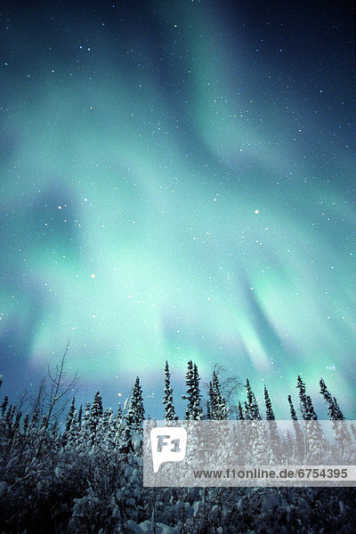 bedecken  Baum  über  Polarlicht  Schnee  Yukon