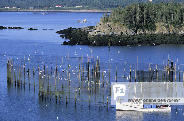 Fisch Weir  Grand Manan Island  Testkammern Cove New Brunswick.