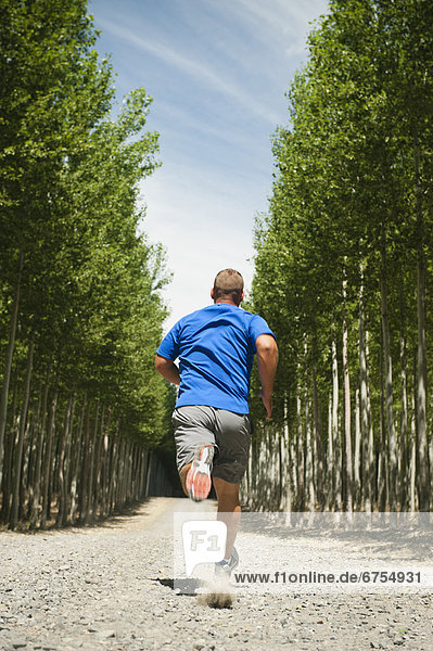Man running between rows of poplar trees in tree farm