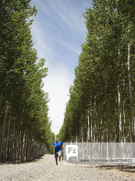 USA  Oregon  Boardman  Man running between rows of poplar trees in tree farm