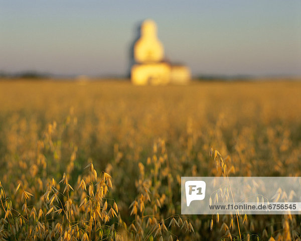Sonnenaufgang  Feld  Hafer  Saskatchewan  Silo