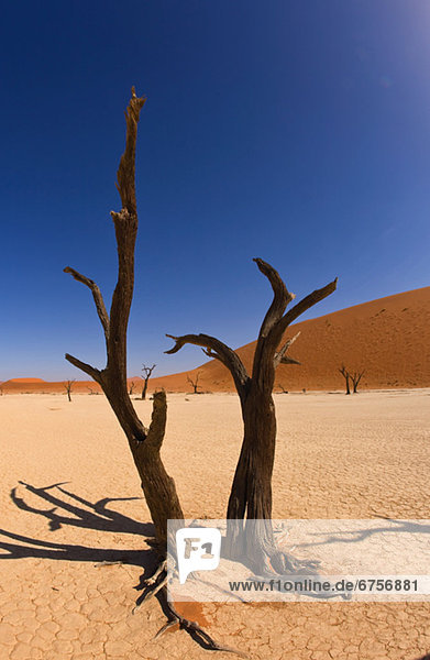 Namibia Namib kahler Baum kahl kahle Bäume Afrika