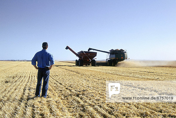 Farmer in Wheat Field during Harvest  Tiger Hills  Manitoba
