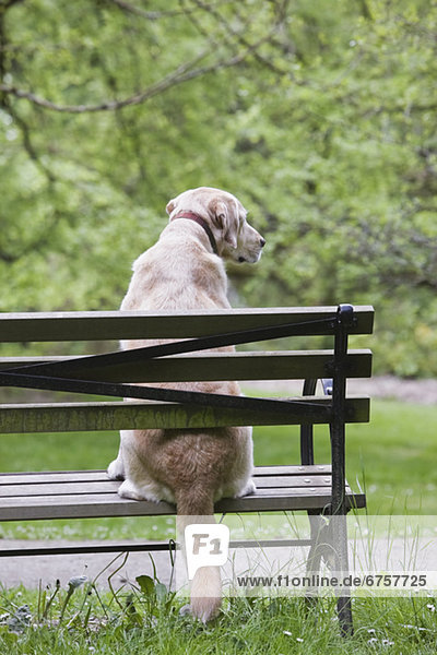 Dog sitting on park bench