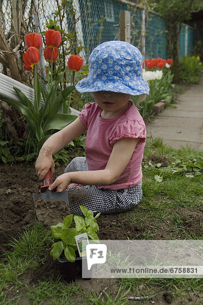 Erde  Erdreich  Boden  klein  Pflanze  Garten  Basilikum  Mädchen  Ontario  Toronto