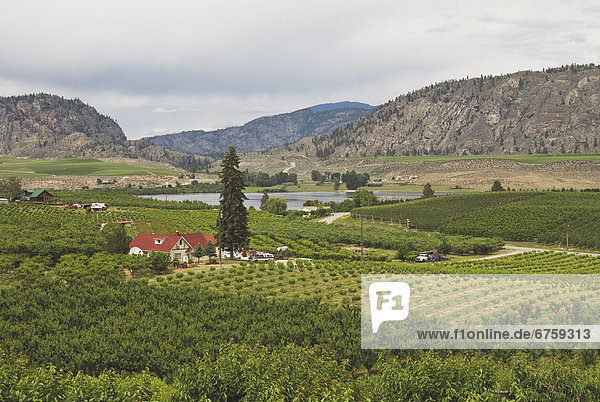 Orchards and Vineyards near Osoyoos  BC