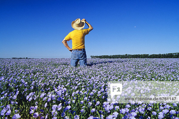 Farmer Standing in a Flax Field  near Rolands  Manitoba