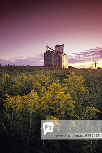 Goldenrod in Field next to Grain Elevator  Dugald  Manitoba