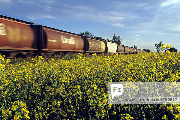 Blurred Rail Hopper Cars Passing Canola Field  near Portage la Prairie  Manitoba