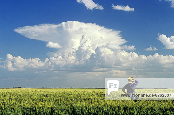 Farmer viewing Cumulonimbus Cloud Mass from Barley Field  near Carey  Manitoba
