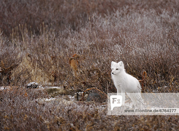 Schneehuhn  nahe  Arktis  Fuchs  Manitoba  Tundra