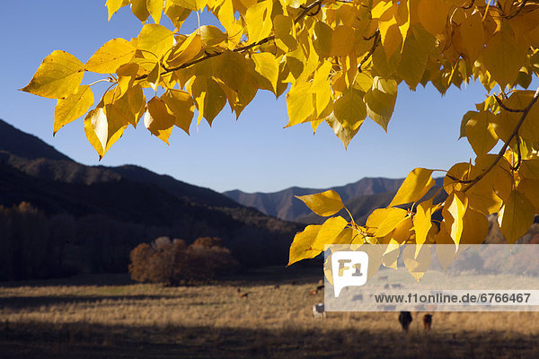 Vereinigte Staaten von Amerika  USA  Landschaft  Hintergrund  Herbst  Wiese  Colorado