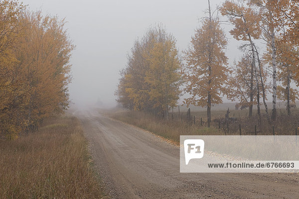 Fog-covered country road  rural Alberta