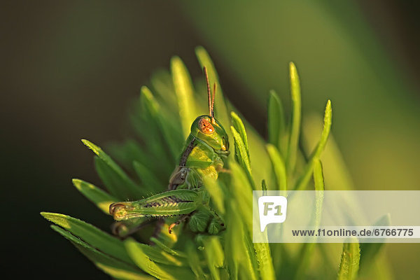 Digitally enhanced image of grasshopper on flower  Grasslands National Park  Saskatchewan