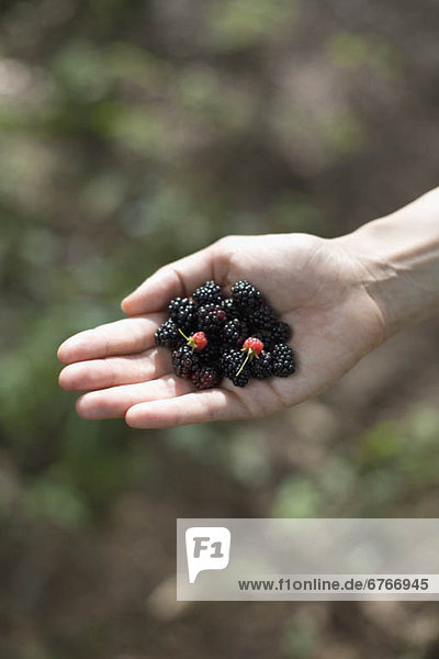 Woman's hand holding blackberries
