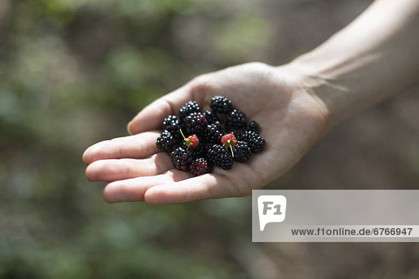Woman's hand holding blackberries