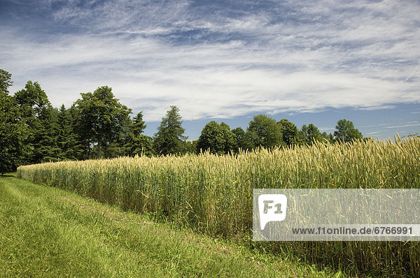 Wheat field in Muskoka  central Ontario