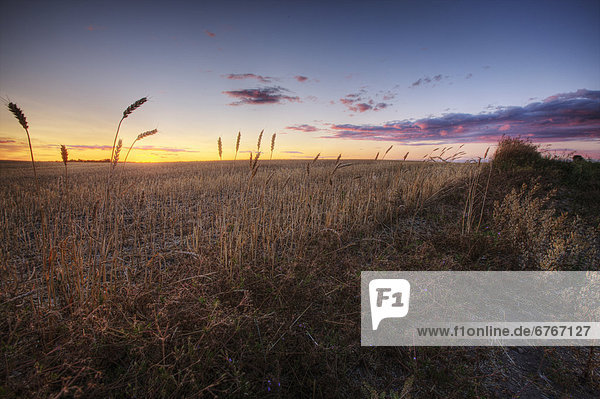 Sunset over harvested wheat field  central Alberta