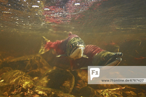 Unterwasseraufnahme  Fluss  wandern  Personal  Lachs  Verbesserung  Rotlachs  Oncorhynchus nerka  British Columbia  Laich