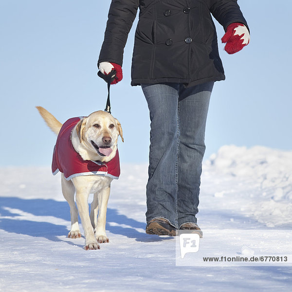 Woman walking her Yellow Labrador retriever dog in winter  Winnipeg  Manitoba  Canada