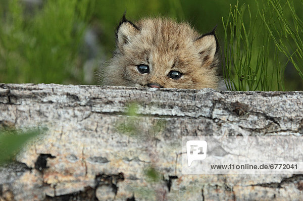 Canadian Lynx Kitten looking over a log  Alaska