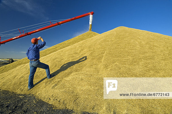 Artist's Choice: A man looks out over newly harvested oats while the crop is being stockpiled in the background  near Lorette  Manitoba