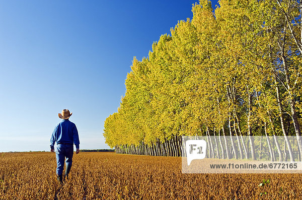 Man scouts a mature harvest-ready soybean field with a shelter belt in the background  near Lorette  Manitoba