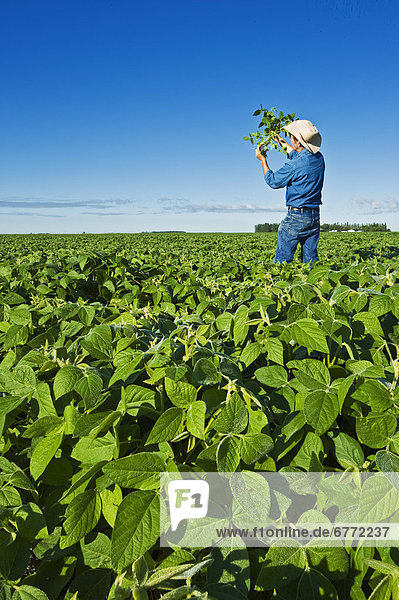 Man checking the roots of soybean plants in a field  near Dugald  Manitoba