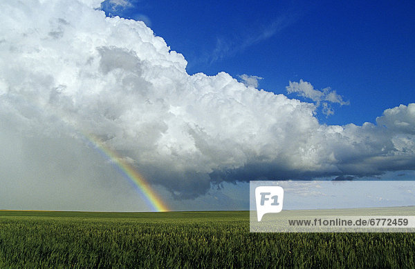 Wolke  Feld  Fokus auf den Vordergrund  Fokus auf dem Vordergrund  Weizen  Saskatchewan  Gewitterwolke  Regenbogen