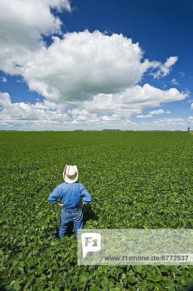 Man looks out over a mid-growth soybean field with cumulus clouds in the sky  near Dugald  Manitoba