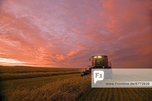 Farmer harvesting oat crop with a combine at dusk  near Dugald  Manitoba