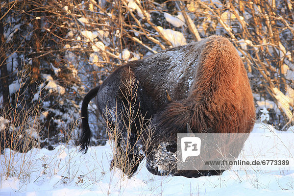 Bison in the snow  near Watson Lake  Yukon