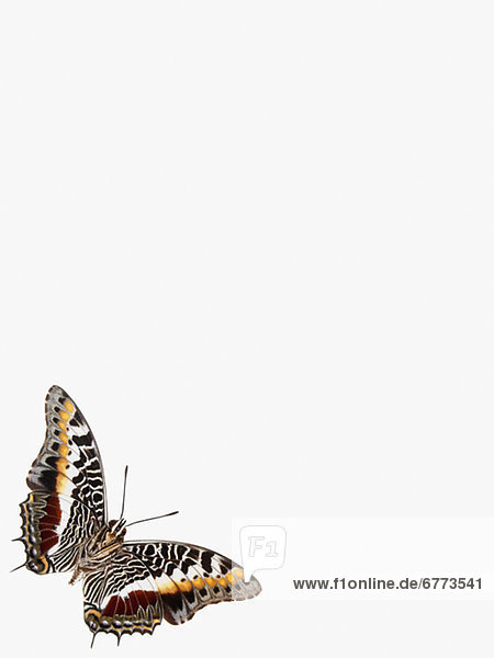 Pfauenauge - Schmetterling bei Nahrungsaufnahme an einer Blume