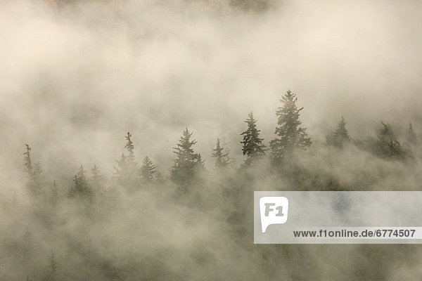 Tips of coniferous trees in mist  Vancouver Island  British Columbia