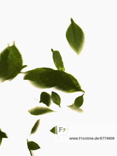 Pflanzenblatt Pflanzenblätter Blatt weiß Hintergrund