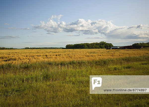Wheat field under soft clouds  outside of Winnipeg  Manitoba