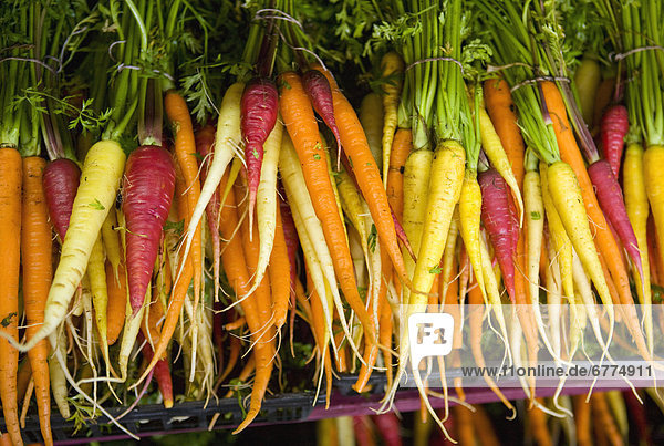 Bundles of fresh  multi-coloured carrots on display at a market  Montreal  Quebec